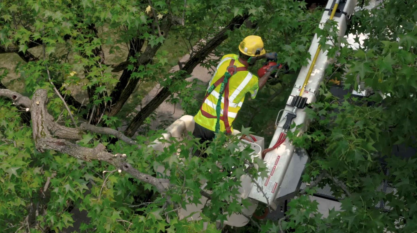 Certified arborist performing seasonal tree trimming from bucket lift